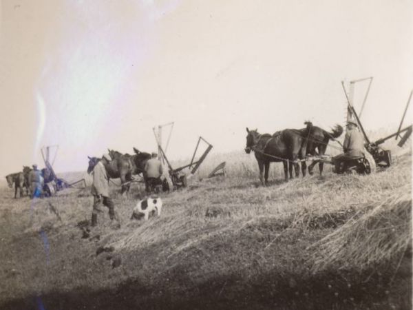  Jachimowszczyzna, agrotown (Pałačanski rural council). Jachimowszczyzna - Zniwa 1934 r.
