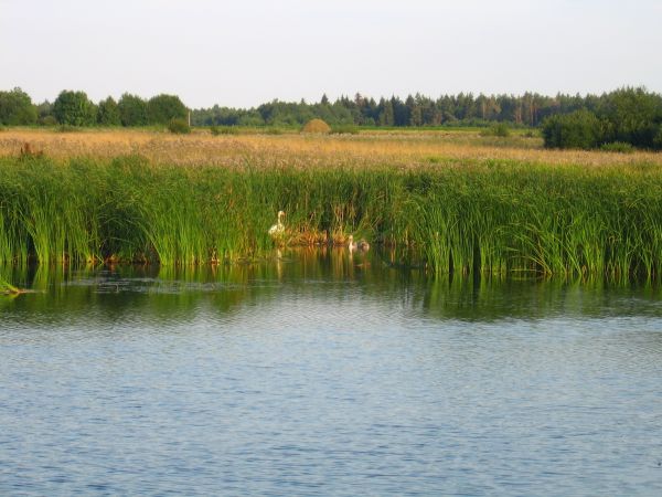  Gaudziszki, folwark (Nowy Dwór rural commune). Лебядзінае гняздо