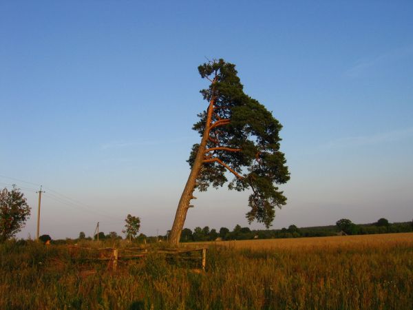  Gaudziszki, folwark (Nowy Dwór rural commune). Апошняя сасна на старых могілках