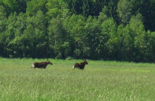  Старыя Двары, фальварак (Васілішкі вясковая гміна). Укормленыя старадворскія ласі