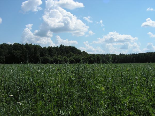  Władysławowo, folwark   (Bieniakonie gmina wiejska  ). Tyle pozostało z folwarku Władysławowo.
