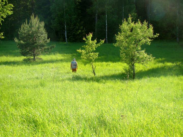  Neskuchnoe, estate (Sinozerskaya volost). 