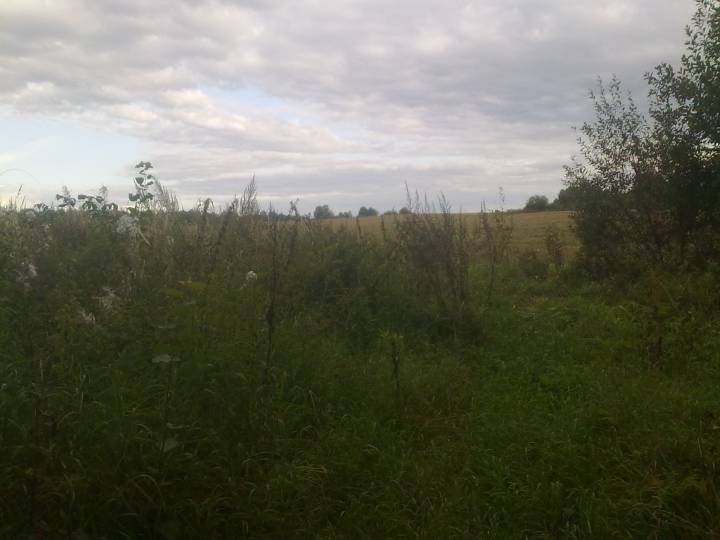  Tsavino, village (Beskatovskaya volost). место дороги из деревни Шакурово в деревню Цавино, 509 км железной дороги около станции Бычиха