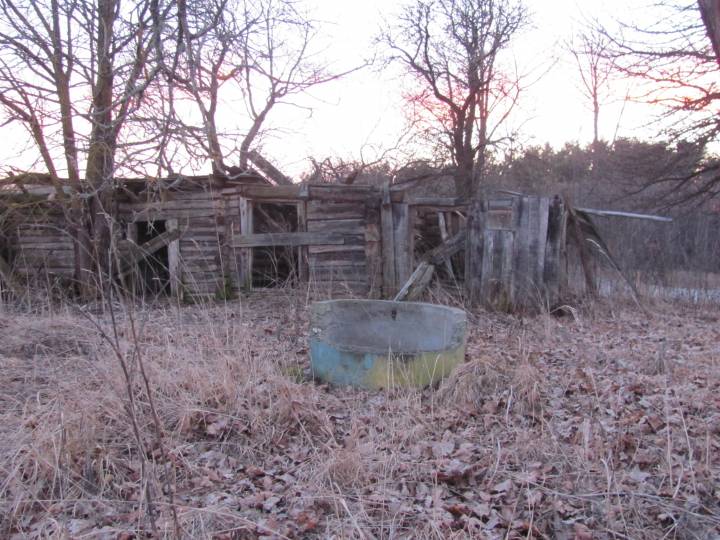  Linkowszczyzna, village (Ciacierkaŭski rural council). Pozostałosc zabudowy wsi Linkowszczyzna - jedna ruina domu, porozrzucane kamienie fundamentowe oraz drzewa owocowe. Wieś spalona przez niemców w 1942 r./ nie jestem autorem tego zdjecia