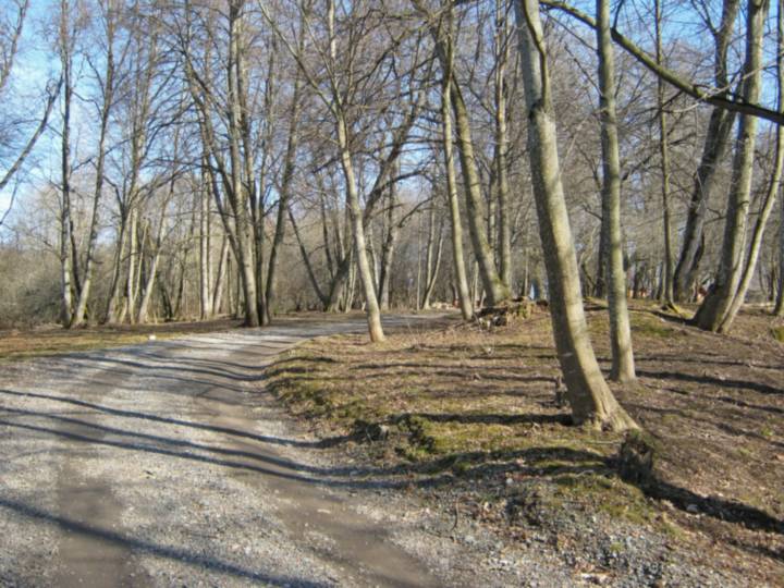  Gorodyshche, village (Hajnienski rural council). Дарога цераз парк ішла да сажалкі.