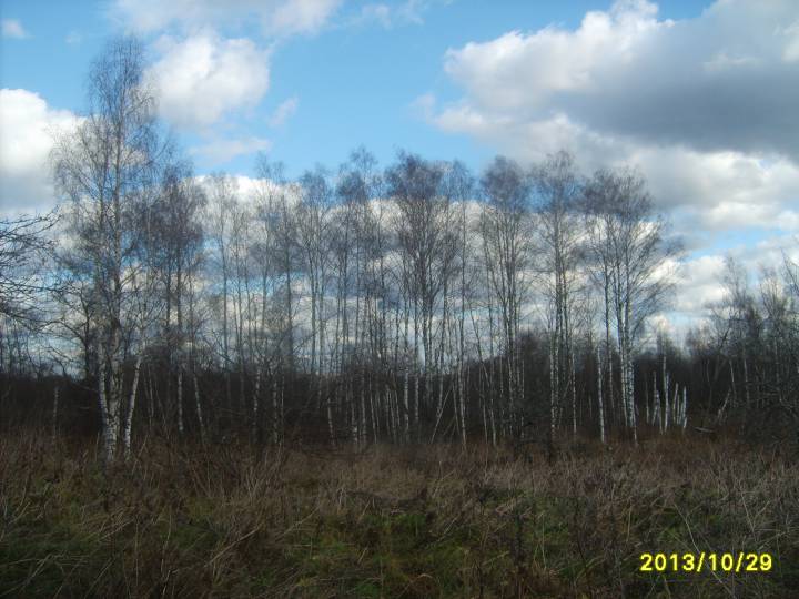  Жукава, вёска (Дубакрайская воласць). Березовая роща, окруженная водой, а в ней скрываются остатки фундамента каплички, колодец и родник