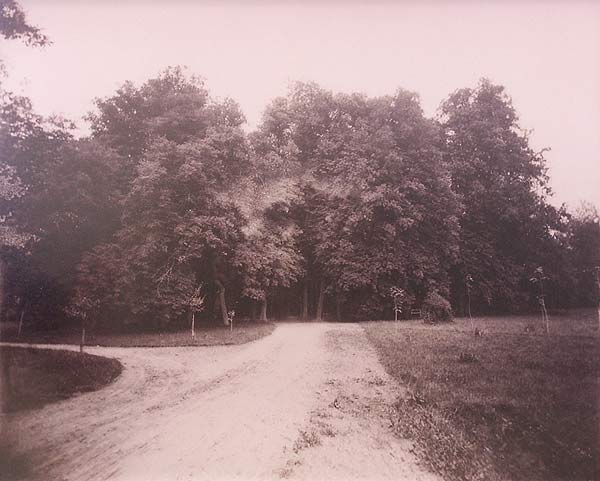  Альба, пасёлак (Нясвіжскі сельсавет). Nieśwież. Alba. Lipy<br>fot. Józef Boretti. 1894