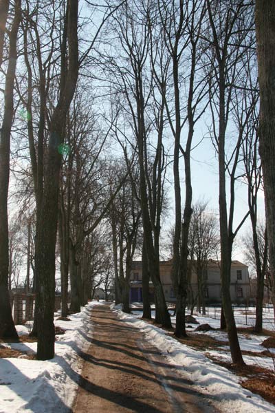  Кореневщина, деревня (Новосёлковский сельсовет). Aleja (2010-03-08)