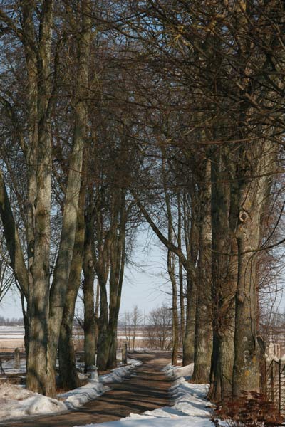  Кореневщина, деревня (Новосёлковский сельсовет). Aleja (2010-03-08)