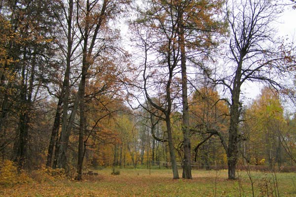  Sawejki, wieś (Honczary sielsowiet). 