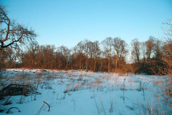  Torczyce, folwark   (Stołowicze gmina wiejska  ). Рэшткі парка (2010-03-08)