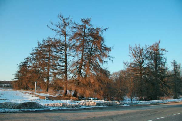  Torczyce, folwark   (Stołowicze gmina wiejska  ). Лістоўніцы на заходнім ускрайку парка (2010-03-08)