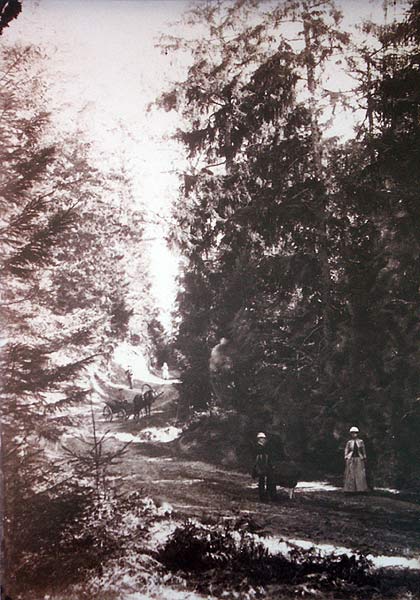  Варонча, аграгарадок (Райцаўскі сельсавет). Worończa. Droga w lesie.<br>Fot. Józef Boretti. 1894