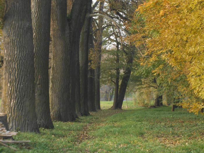 Zamek Radziwiłła, castle (Łań rural commune). У старым парку