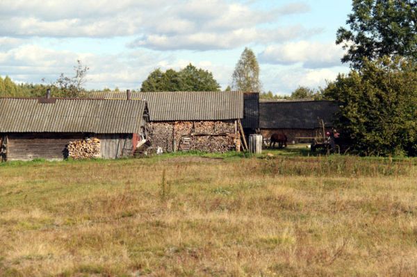  Dziurany, wieś   (Traby sielsowiet  ). Drewno na opał