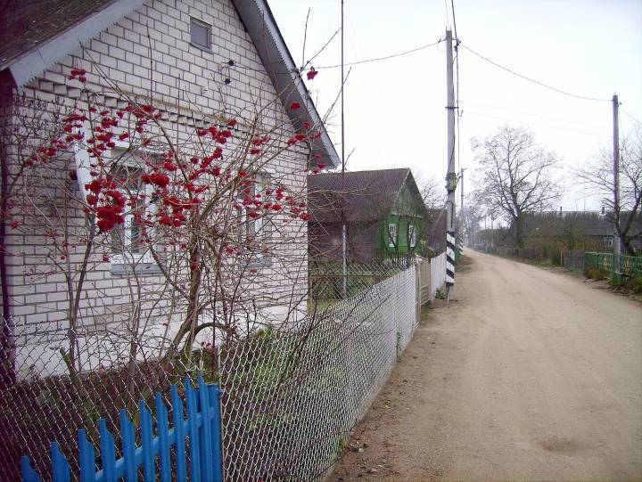  Saŭhuci, village (Ivyevskiy rural council). Ulica z krzewem kaliny na pierwszym planie.