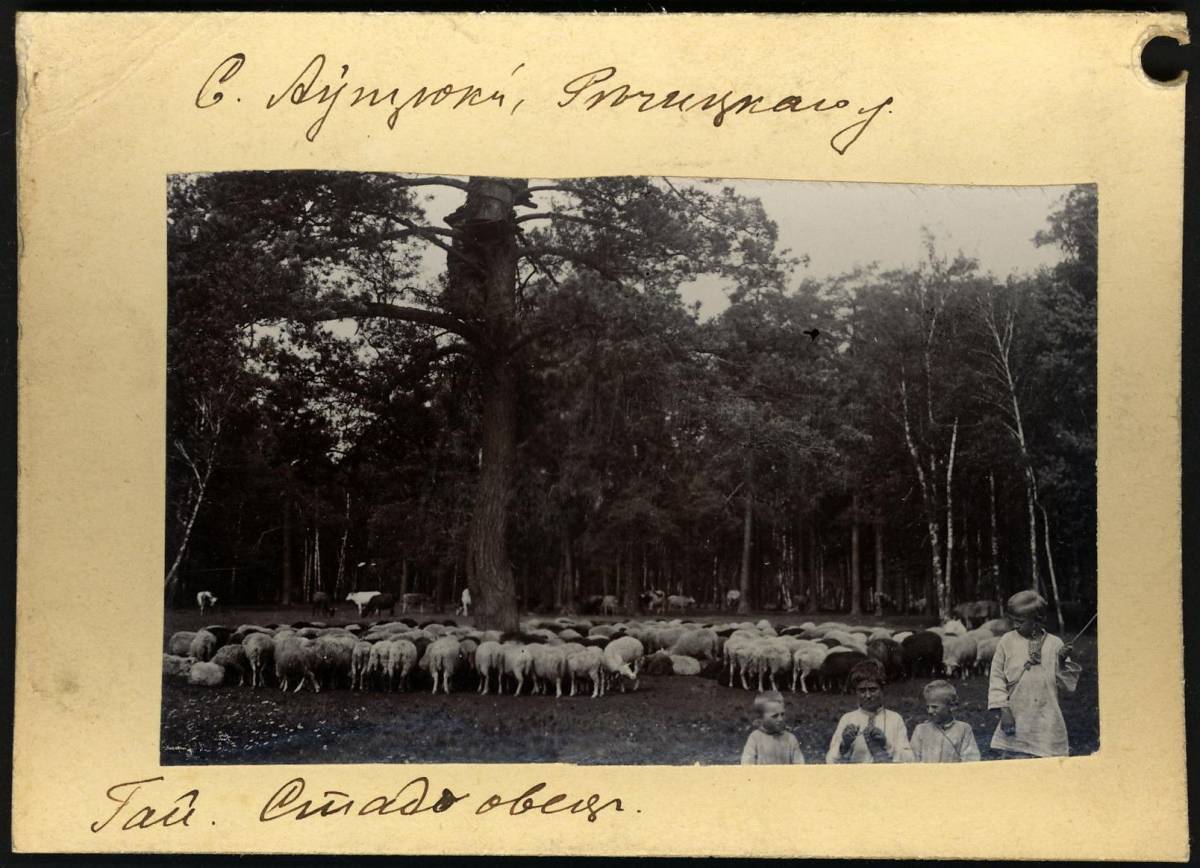  Wielkie Awtiutewicze, wieś   (Vialikaaŭciukoŭski sielsowiet  ). Гай, стадо овец. 1912 год.<br>Фотограф Исаак Абрамович Сербава.