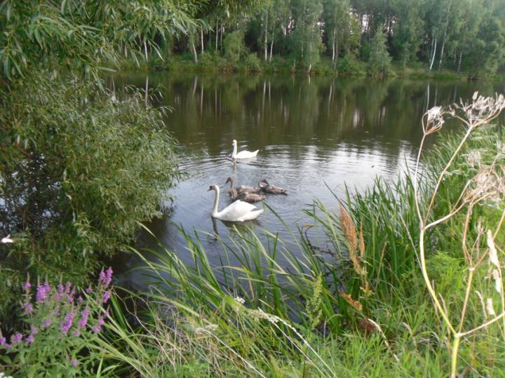  Sacharówka, wieś   (Dobraŭski sielsowiet  ). 