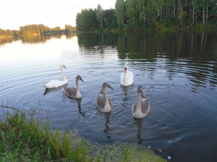  Sacharówka, wieś   (Dobraŭski sielsowiet  ). 
