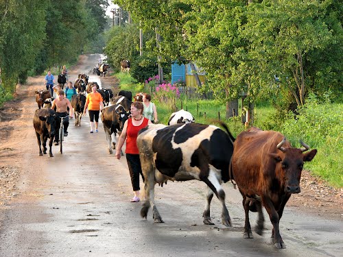  Wojniuńce, agrotown (Opsaŭski rural council). 