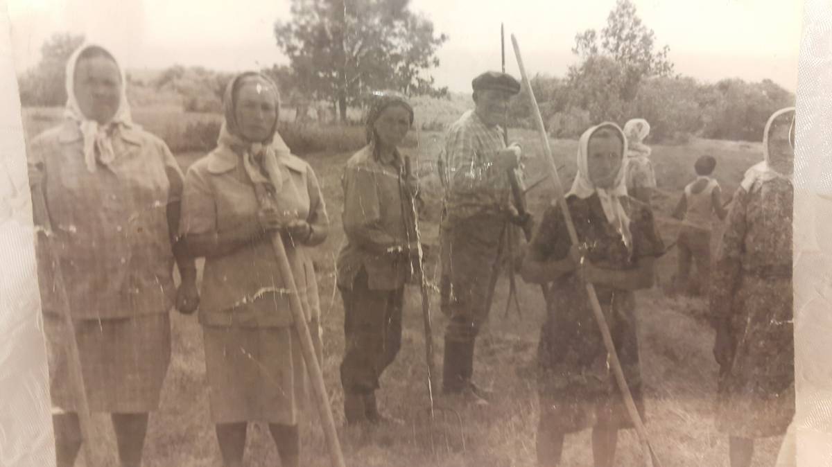  Chociszcze, chutor   (Długomochska wołość  ). Хотище. Сенокос в колхозе.