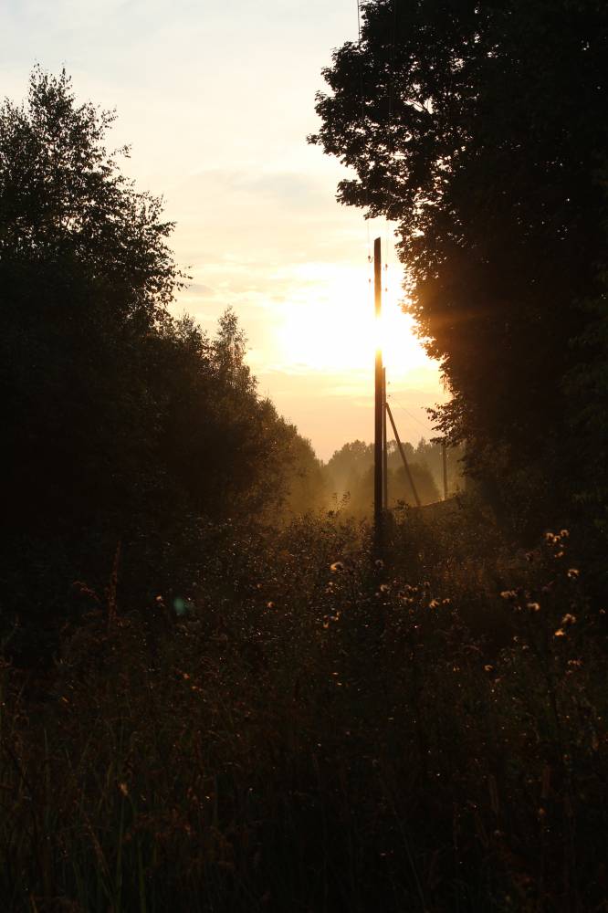  Medvedovo, village (Miažanski rural council). Главная дорога давно густо заросла травой и кустарником.