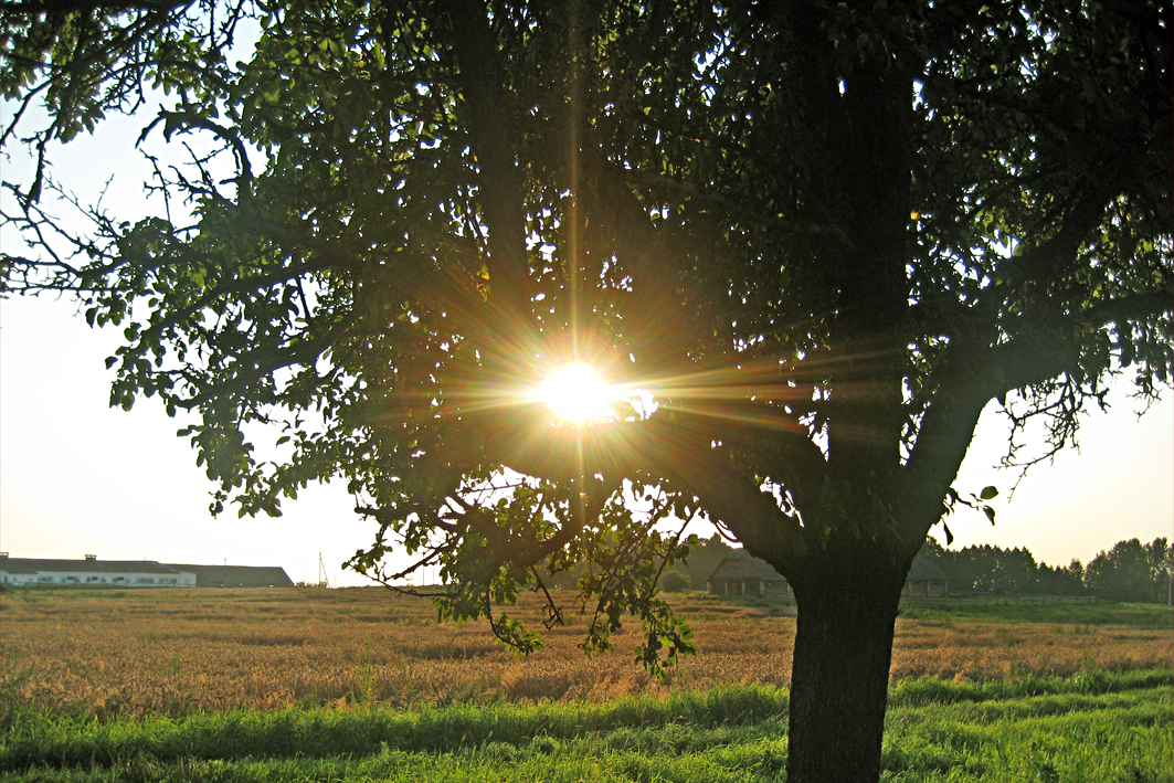  Мілушава, фальварак (Нягневічы вясковая гміна). Колхозная конюшня советских времен на месте владений помещика Девчупольского справа. Слева - длинный белый телятник примерно 1990-х гг. строительства. Вид со двора Божко. 