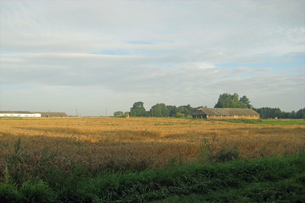  Мілушава, фальварак (Нягневічы вясковая гміна). Колхозная конюшня советских времен на месте владений помещика Девчупольского справа. Слева - длинный белый телятник примерно 1990-х гг. строительства.