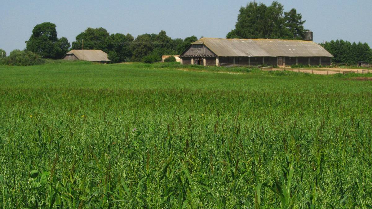  Мілушава, фальварак (Нягневічы вясковая гміна). Колхозная конюшня советских времен на месте владений помещика Девчупольского. Слева из-за деревянной конюшни выглядывает полуразрушенное кирпичное здание хозпостройки помещичьих времен. 