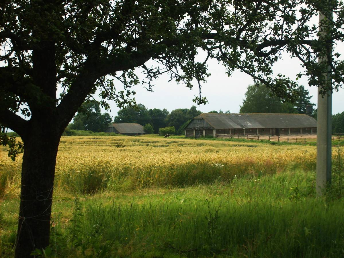  Мілушава, фальварак (Нягневічы вясковая гміна). Колхозная конюшня советских времен на месте владений помещика Девчупольского.  