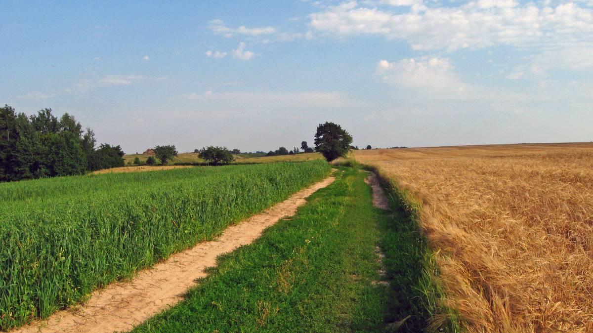  Miłaszewo, village (Negnevichskiy selsovet).    