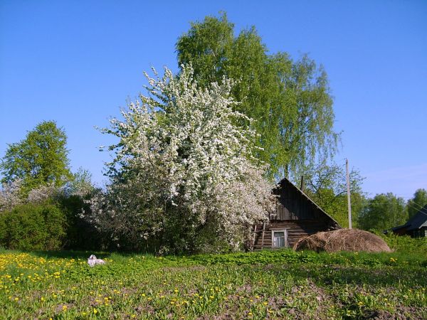  Batukolovo, village (Babroŭski rural council). Мар`iна хата