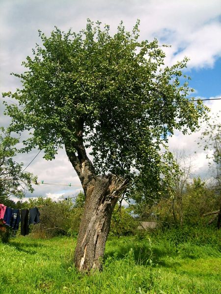  Batukolovo, village (Babroŭski rural council). Палавiнчыхiна яблыня