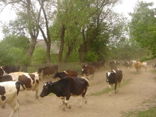  Суличево, деревня (Закозельский сельсовет). 