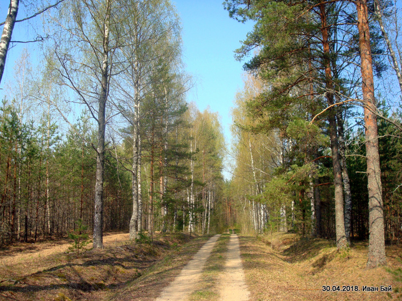  Siwoszyno, folwark   (Zamszańska wołość  ). Дорожка к второму памятнику Кульневу