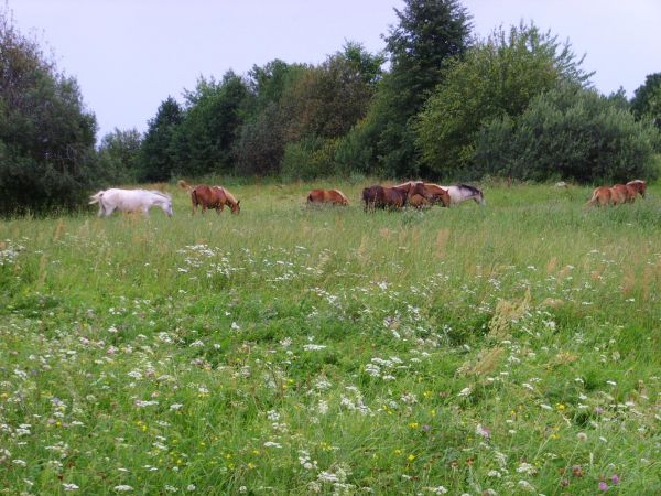  Mniuta I, agromiasteczko   (Plissa sielsowiet  ). 