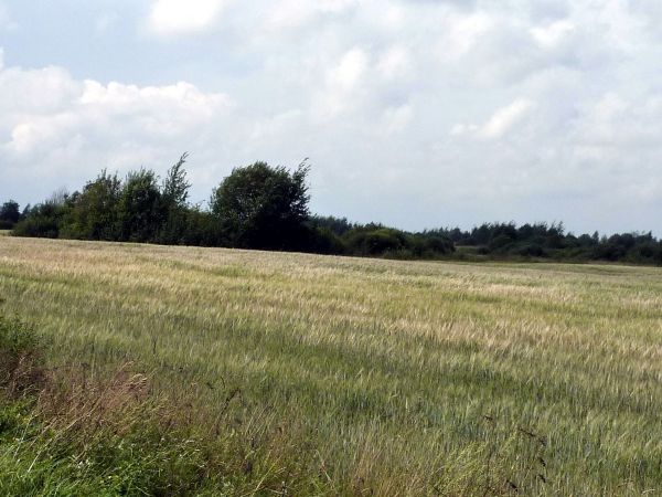  Siniawszczyzna, village (Plisa rural commune). 