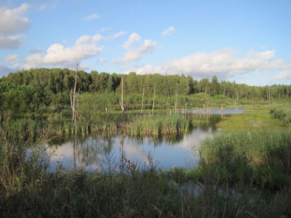  Gushchiki, estate (Vitunichskaya volost). 