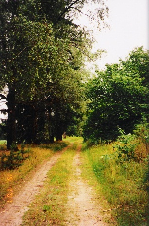  Grań, wieś   (Rubiaževicki sielsowiet  ). Fragment alei.<br><br>Фрагмент алеі