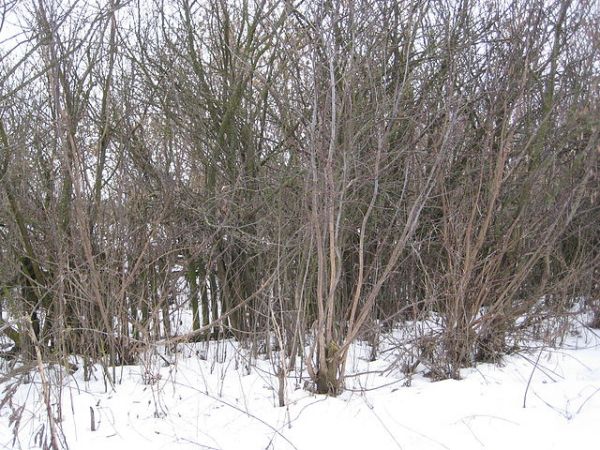  Kovaka, village (Vuhłoŭski rural council). Денисенко Абрам Яковлевич<br>Стрибук Степан Андреевич<br>Пайуц (Ермоленко) Дина Васильевна