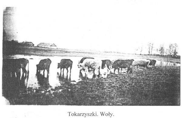  Tokarzyszki, folwark   (Juraciszki gmina wiejska  ). Такарышкі. Валы.