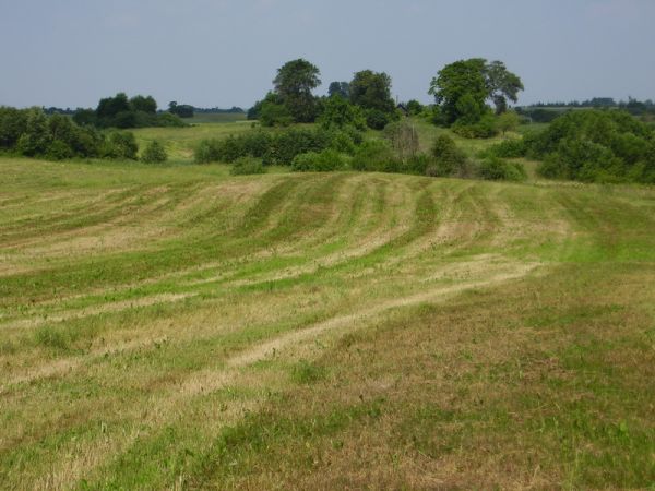  Sojczyno, chutor   (Jazno sielsowiet  ). 2009г. Сойчино. Природа.