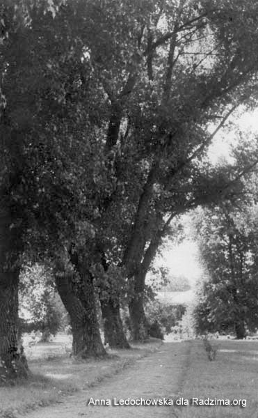  Кунцаўшчына, фальварак (Клецк вясковая гміна). Aleja do dworu. Foto 1936-37r.