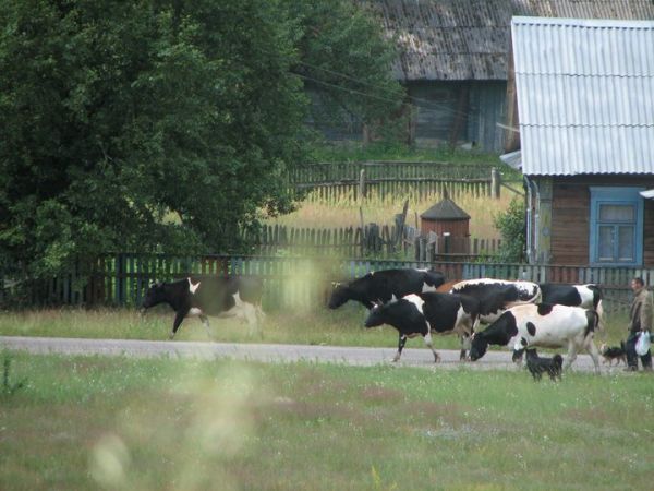  Колбавічы, вёска (Падгорнаўскі сельсавет). 