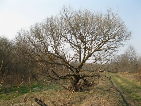  Нерядовка, вёска (Краснапольская воласць). Зесь слева от дороги были огороды, справа дома.