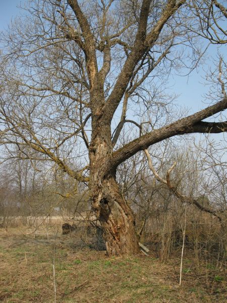  Neryadovka, village (Krasnopolskaya volost). За этой вербой когдато был дом Кравцовых.
