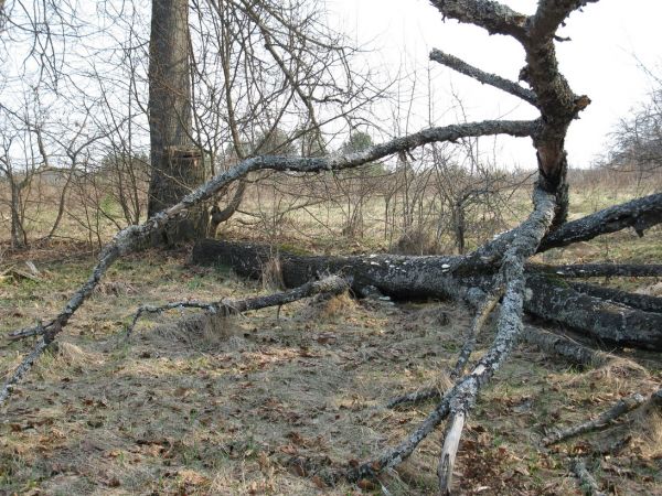  Нерядовка, вёска (Краснапольская воласць). 