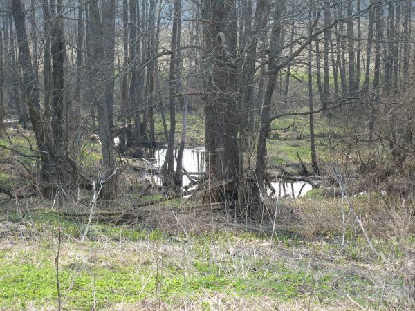  Нерядовка, вёска (Краснапольская воласць). Рядом с деревней  в низине течёт речушка.